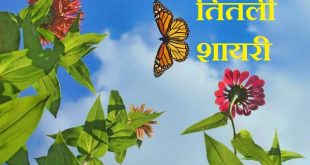 { बटरफ्लाई शायरी स्टेटस कोट्स इन हिंदी } Butterfly Shayari Status Quotes in Hindi