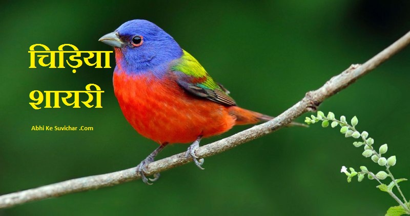 Birds quotes in Hindi